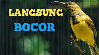 LANGSUNG BOCOR, SOGON TROTOL GACOR BIKIN SOGON LAIN BOCOR