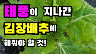 태풍이 지나간 김장배추에 해줘야 할 것! 김장배추, 김장배추 북주기, 엽면시비, 김장배추재배법