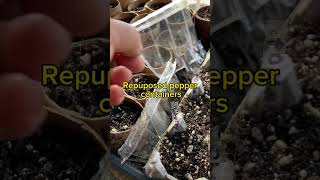 Germinating Seeds with Re-purposed Cardboard Egg Carton