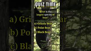 Unveiling the World's Largest Bear Species#quizwhizchannel