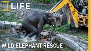 Elephant rescues that will melt your heart | Animal rescue compilation