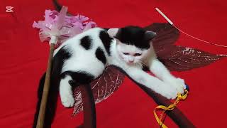 Cute cat videos