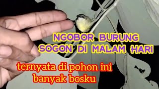 ngobor sogon di malam hari