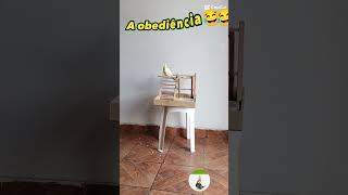 Brinquedo para calopsita