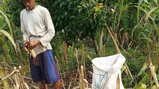 Panen  jagung