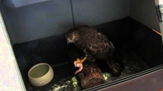 Rescued hawk eating