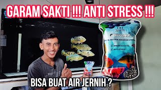 Cobain Garam sakti !!! Glucosalt Mayin internasional | anti stress dan immune booster ikan predator.