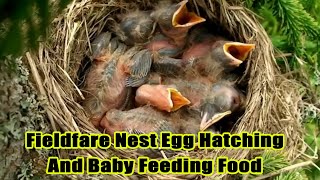 The Bird Profiles Fieldfare Nest Egg Hatching And Baby Feeding Food