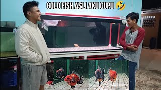 Update Tank Predator Kini Jadi Tank goldfish maskoki. Salah konsep!!! masuk Oranda OST