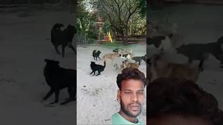 1vs 9 fight 🐕# dog # short video