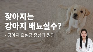 잦아지는 배뇨실수! 강아지 요실금 증상과 원인은?