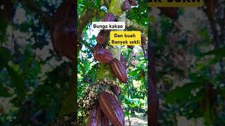 Kakao lokal berbunga dan berbuah lebat ini rahasianya #short #shorts #viralvideo #petanimuda481