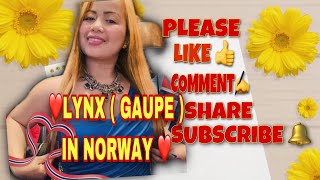 GAUPE (LYNX) | DYREPARKEN I KRISTIANSAND |  SO QUIT | CUTE | FILIPINA IN NORWAY|ANDRESA VLOG NORWAY