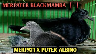 MERPATER BLACKMAMBA😎❗ || merpati X puter albino