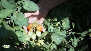 Terre e Gusti: visita il Campo di Pomodori