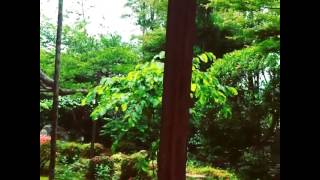 20140610 700 Year Old Pine Tree at Hosenin Temple