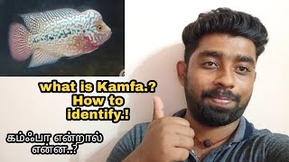 what is Kamfa | கம்ஃபா என்றால் என்ன..?  | F2 kamfa giveaway Result 🔥| @aquapetsfarmtamil4785