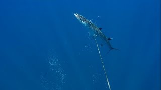 Spearfishing SOUTH AFRICA for YELLOWTAIL and BARRACUDA