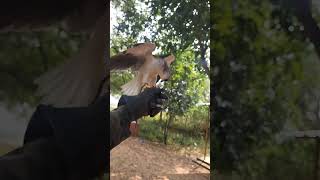 Black shoulder kite flying to glove | black winged kite training | abir birds