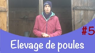 Elevage de poules # 5│ Nettoyage du poulallier