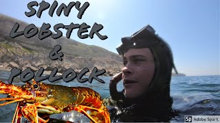 SPINY LOBSTER AND POLLOCK My First Time Spearfishing In The UK