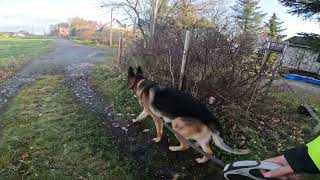 German shepherd on walk. Eros på tur. 26.10.2024. still you tubes most boring video part 2