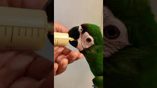 How to hand feed a baby macaw with a syringe | A19 Verselle Laga parrot formula | Jambi