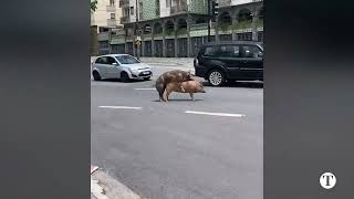 Casal de porcos é flagrado 'namorando' em via pública