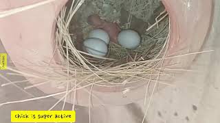 Super Active First Chick of White Finch Pair || Chick Appears One Day Old || @menmouji Poetry