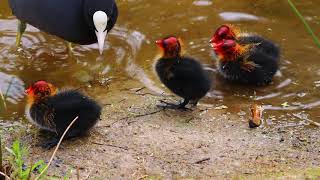 Blässhuhn (Fulica atra) mit 5 Küken im Park Links der Weser