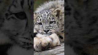 Amazing Facts About the Snow Leopard!