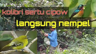 MEMIKAT KOLIBRI KELAPA SIRTU SUPER MANTAP