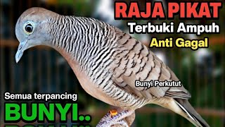 Perkutut Lokal Gacor Suara Ampuh Untuk Pancingan Semua Jenis Burung Perkutut