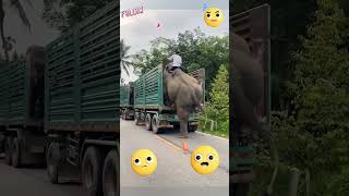 #ช้างน้อย #ช้างน่ารัก #ขอบคุณที่ติดตาม #มองนานๆ #elephant #ช้างน่ารัก #funny #cutreaction