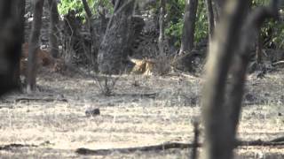 India Ranthambhore safari 1