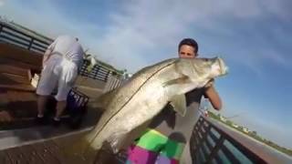 Pesca de robalos flecha gigantes com iscas vivas realmente espetacular