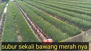 tanaman bawang merah umur 50 hst