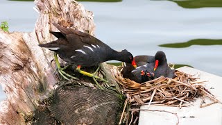 Artenporträt Teichhuhn