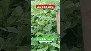 jual bibit Gamal ,jual bibit residi wa085647605995