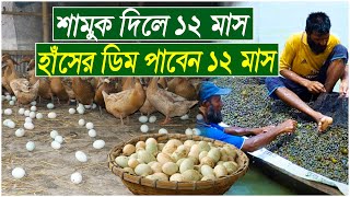 হাঁসের ডিম পেতে শামুক নিয়মিত দেওয়া  প্রয়োজন  । শামুক দিলে হাঁসকে ডিম দেবে ১২ মাস  ।।  duck food