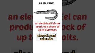 fact 45, shock of eel