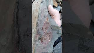 Fossil hunting  in the East Kootenays.....and finding them!!