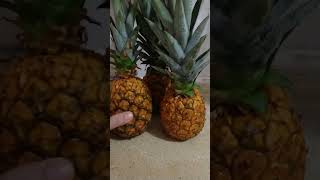 QUANTO TA O ABACAXI NA CIDADE DE VOCÊS? + COMO APROVEITAR A CASCA DO ABACAXI 🍍