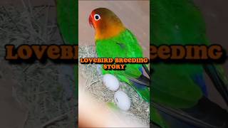 Lovebird Breeding process | Love bird breed #albino