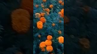 marigold flower #shortvideo #shorts #nature