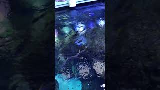 Fish tank in California Academy of Sciences Jan 2019