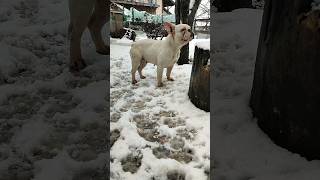 Молли , французский бульдог./Molly, French Bulldog.#shorts