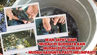 IKAN SEPAT SIAM SANGAT MUDAH UNTUK DI BUDIDAYA KAN, PAKAI CARA INI HASIL PASTI MELIMPAH!!!