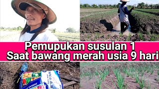 pemupukan susulan 1 di usia bawang merah 9 hari