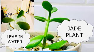 HOW TO GROW JADE PLANT | LEAF IN WATER| ANDRESA NORWAY VLOG